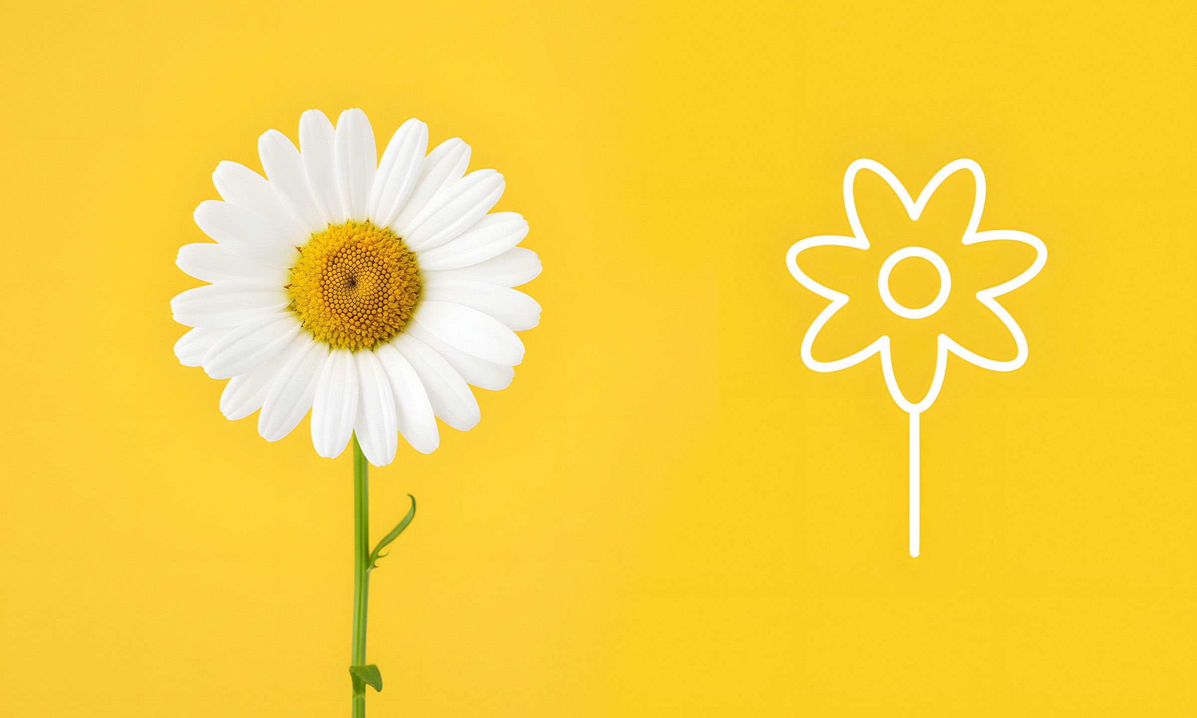 Белая ромашка и схематичный рисунок цветка на жёлтом фоне — идея природного знака